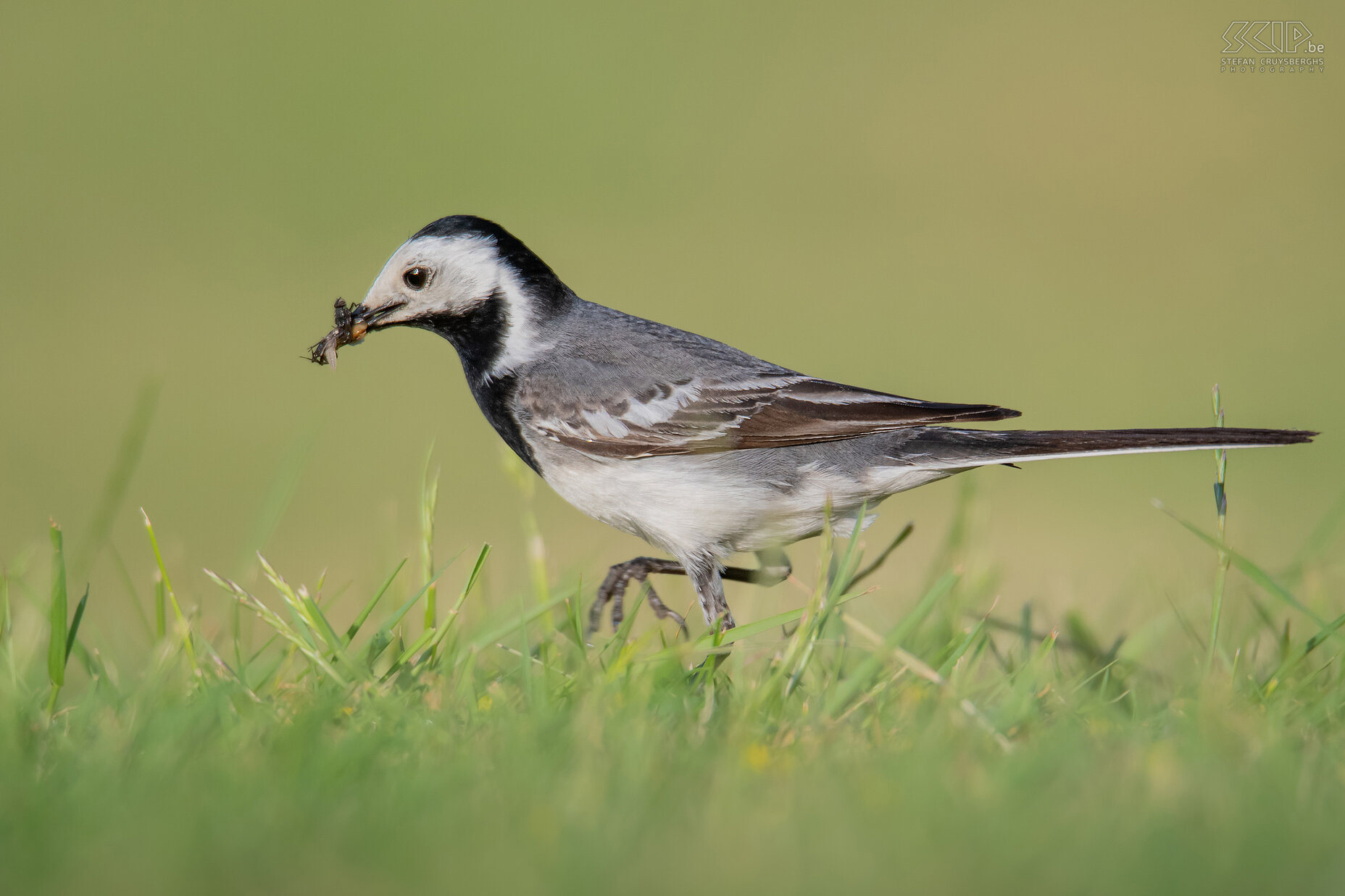 Garden birds - White wagtail Motacilla alba Stefan Cruysberghs